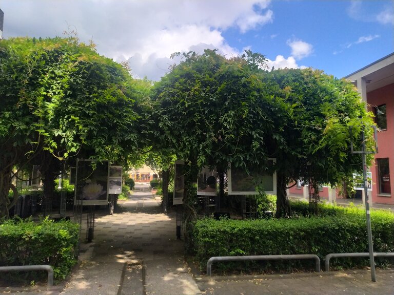 Sommer Bild Borsigallee mit Sitzbänken