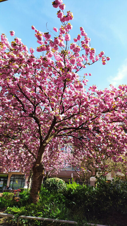 Baum mit Kirschblüte mit Himmel im Hintergrund, Brüser Berg, rueser-berg.de